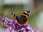 20150905 Battered Red Admiral (Vanessa atalanta) butterfly